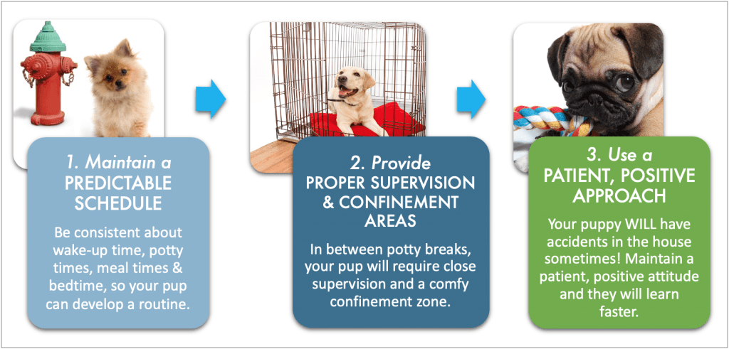 An informational graphic showing the steps of potty training