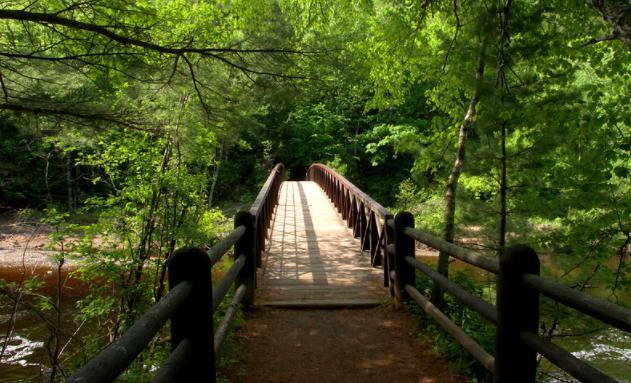 A photo of a bridge in a forest.