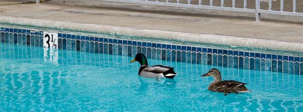Two ducks floating on the surface of a swimming pool.