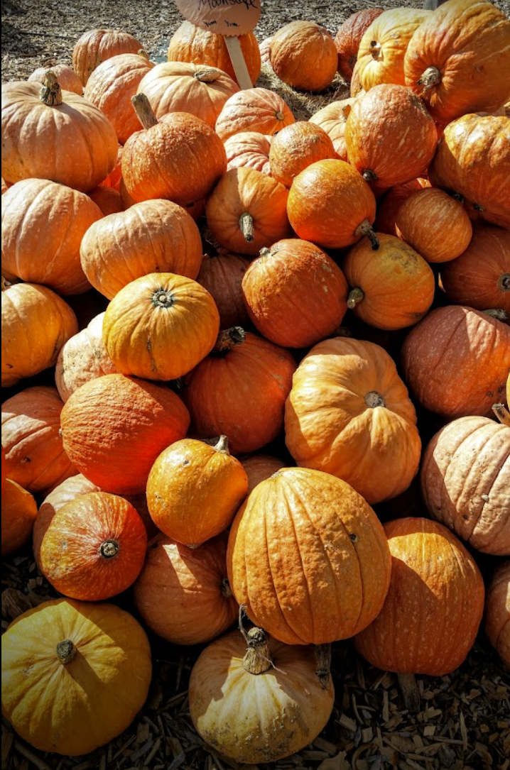 An image of pumpkins showing seasonality at a farm stand