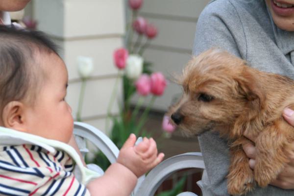 Photo of a baby meeting a puppy.