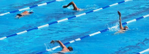 Four swimmers swimming in lanes in a pool.