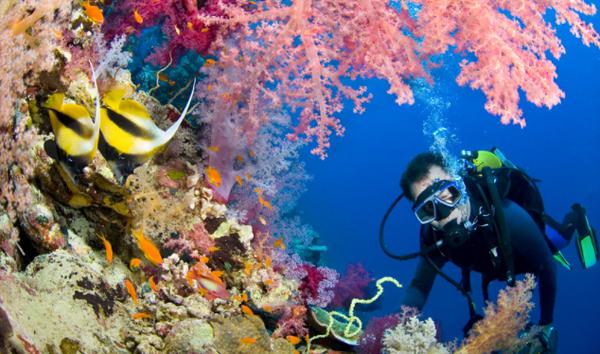 Diver underwater looking at some small fish and coral.