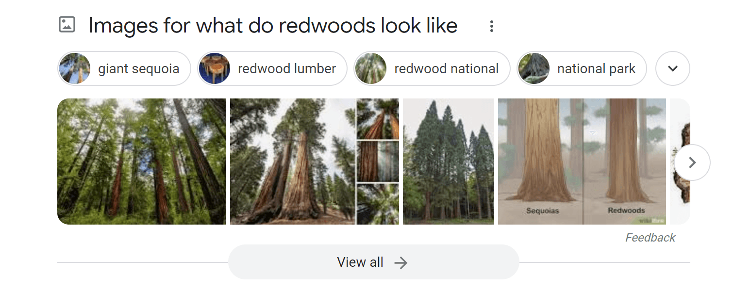 Example of images in search results displaying visual content for multimedia-related queries.